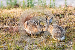 Two beautiful rabbits sitting in the meadow and give each other a kiss.