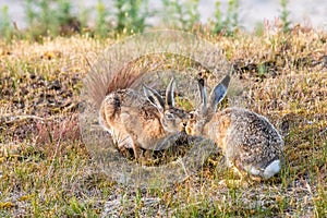 Two beautiful rabbits sitting in the meadow and give each other a kiss.