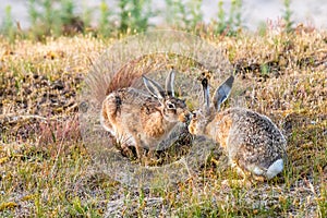 Two beautiful rabbits sitting in the meadow and give each other a kiss.