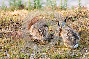 Two beautiful rabbits sitting in the meadow and snuffle each other.