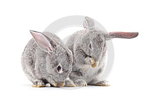 Two beautiful rabbits washing themselves