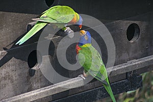 Two beautiful rainbow lories parrots interacting