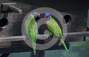 Two beautiful rainbow lory parrots interacting