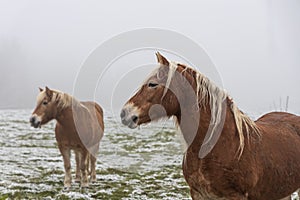 Two Beautiful red horses against the backdrop of hills in a cloudy winter day