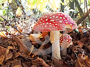 Two beautiful red mushrooms in the autumn forest