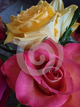 Two beautiful red and pale yellow roses