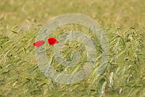 Two beautiful red poppies in a green wheat field in the summer