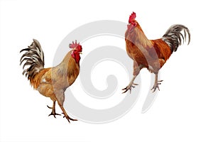 Two beautiful red rooster on a white background