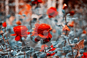 Two beautiful red rose. Two flowers close up on colorful background