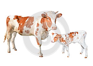 Two beautiful red and white spotted cows isolated on white background. Funny young cow and calf full length isolated on white