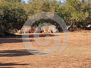 Two beautiful rhinos sitting