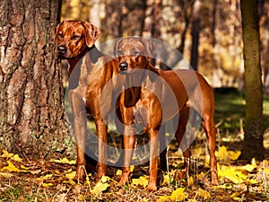 Two beautiful Rhodesian Ridgebacks