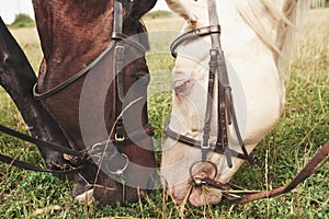 Two beautiful riding horses, brown and white, stand together with their heads to each other