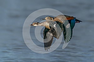 Two beautiful The ringed teal      Callonetta leucophrys in flight.