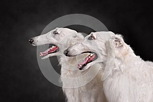 Two beautiful russian borzoi dogs