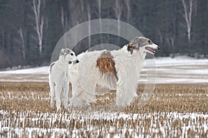 Two beautiful russian borzoi dogs