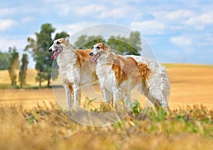Two beautiful russian borzoi dogs