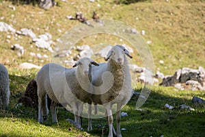 Two beautiful sheeps staring to camera