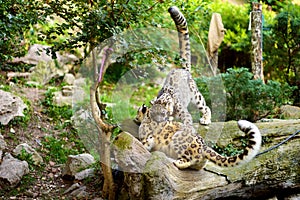 Two beautiful sibling snow leopards playing together