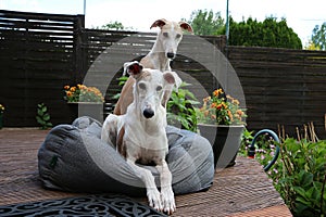 Two beautiful sighthounds together in the bed on the terrace