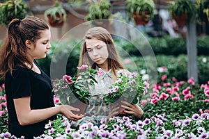 Two beautiful Slovenian girls in a greenhouse discussing seedlings of colorful flowers.