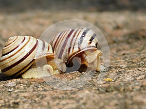 two beautiful snails communicate on a stone.  Caucasotachea vindobonensis photo
