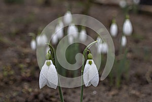 Two beautiful snowdrops blooming on a blurred background