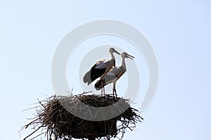 Two beautiful storks in nest on a background of blue sky