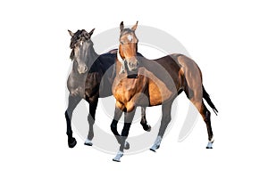 Two beautiful strong young horses black and brown isolated on a white background on a farm, farm animal, wonderful horses