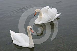 two beautiful swans