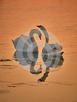 Two beautiful swans on the lake during sunset in winter