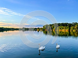 two beautiful swans in a quiet peaceful lake