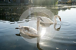 Two beautiful swans swimming