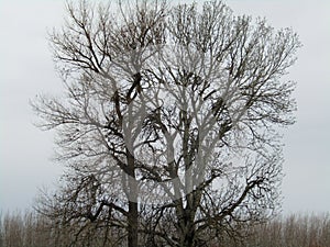 Two beautiful tall poplars