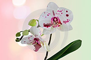 Spotty orchid flowers against light green boken background