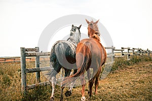 Two beautiful thoroghbred horses cantering in a pasture; freedom and together concepts