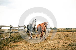 Two beautiful thoroghbred horses cantering in a pasture; freedom and together concepts