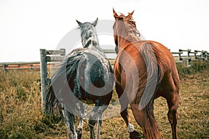 Two beautiful thoroghbred horses cantering in a pasture; freedom and together concepts