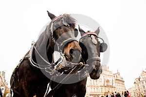 Two beautiful thoroughbred brown horses in a harness