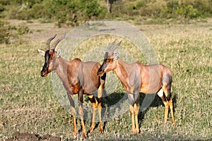 Two beautiful Topi antelope