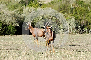 Two beautiful Topi antelopes in the Savannah