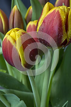 Two beautiful tulips with drops of water