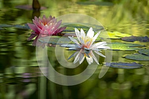 Two beautiful water lilies n a pond. The left is a pink nymphaea Perry`s Orange Sunset in a soft focus.