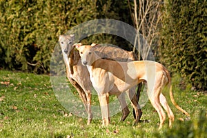Two beautiful whippets are standing in the garden photo