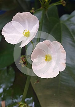 Two beautiful white colour flowers