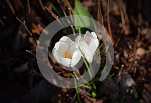 Two beautiful white crocus between dry leaves and branches in a sunny early spring morning