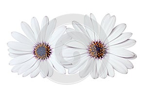 Two beautiful white Daisies Marguerite, Bornholm marguerite, isolated on white background