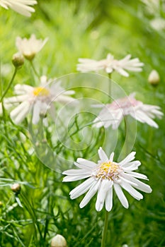 Two beautiful white daisy flowers with green leaves field in garden, bright day light. beautiful natural blooming coneflower