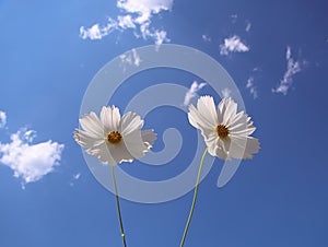 Two beautiful white daisy flowers with sky background