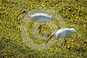 Two beautiful white herons with long beaks walking